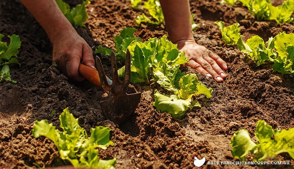 Organic garden